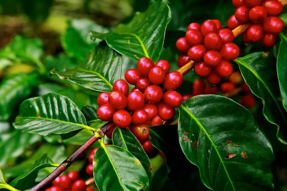 Exportações de café na Bahia têm alta de 480% em abril, aponta relatório da Faeb