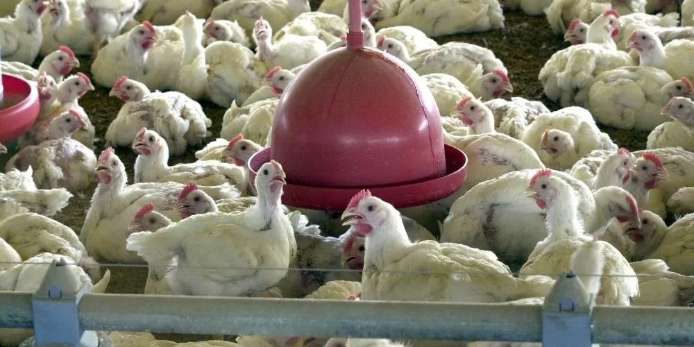 Exportações de frango do Brasil caem 12,9% em maio após caso de gripe aviária em granja comercial
