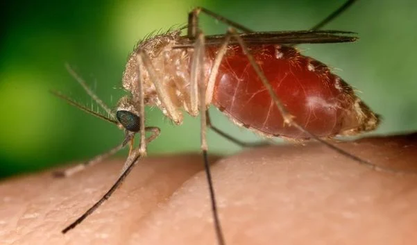 Novo tipo de febre se espalha pelo Brasil em 2025 e já causa mortes