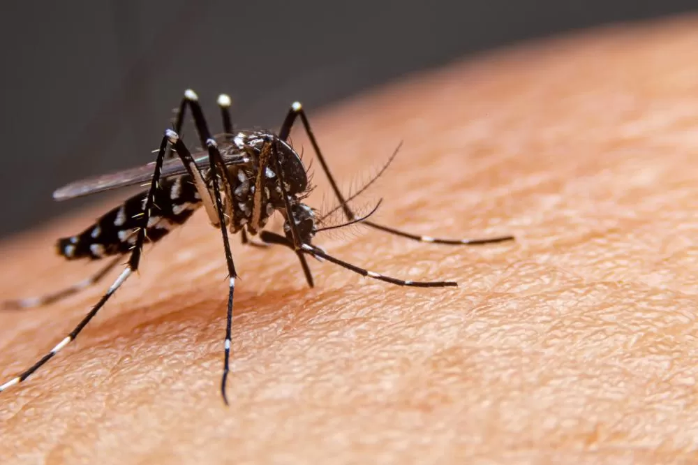Brasil registra queda histórica nos casos de dengue em 2025, mas mantém estado de alerta