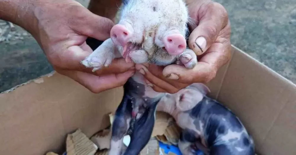 Porco nasce com dois focinhos na zona rural de Feira de Santana