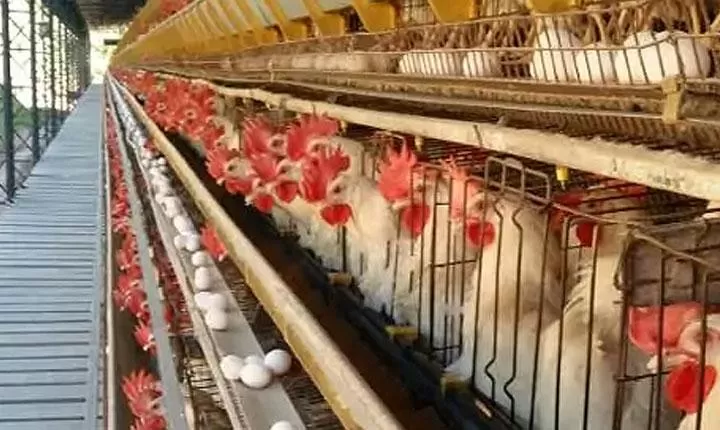 Eunápolis lidera produção de ovos na Bahia e puxa recorde histórico do estado