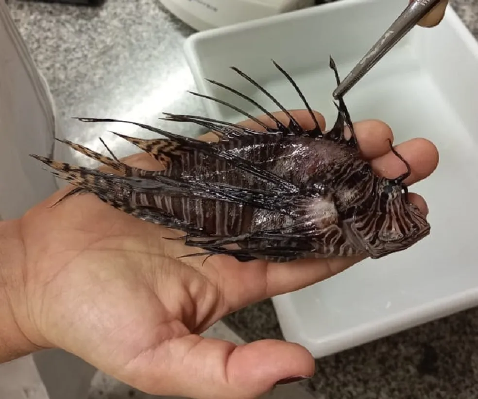 Peixes-leões são capturados na Baía de Todos-os-Santos e no interior baiano; espécie invasora ameaça fauna brasileira