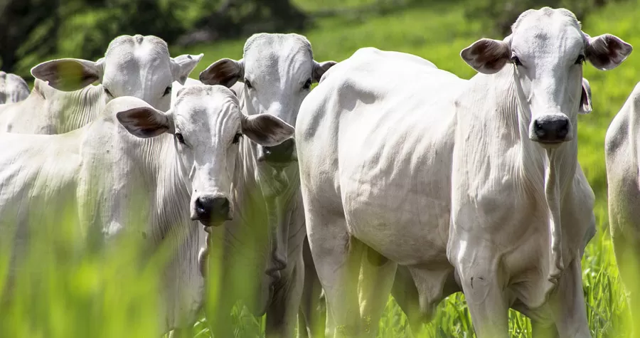 Bahia chega ao maior rebanho bovino dos últimos 50 anos