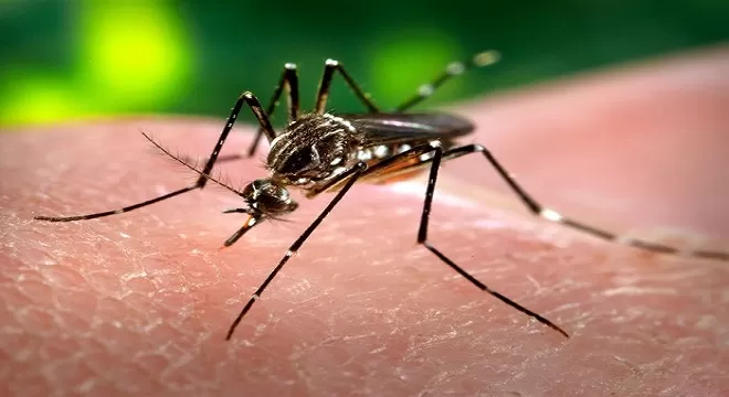 Bahia tem 39 cidades em alto risco para Chikungunya