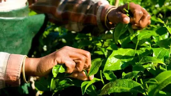 Agronegócio respondeu por 22,1% da economia baiana em 2025