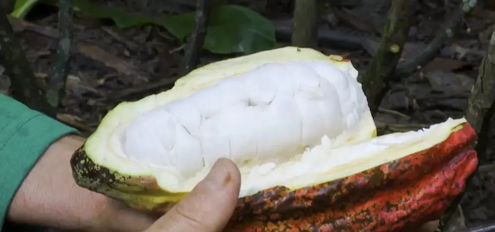 Projeto que fixa quantidade mínima de cacau em produtos deve impulsionar produção na Bahia
